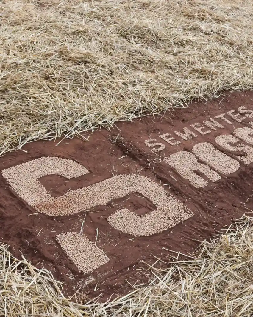 fotossementes_11_11zon